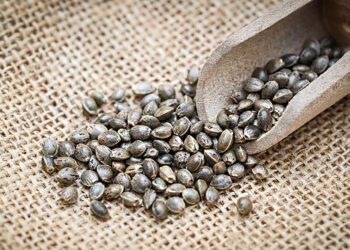 Propiedades de la semilla de marihuana